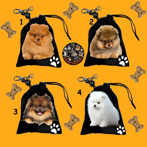 Špic Pomeranian Pamlsovník — foto 1