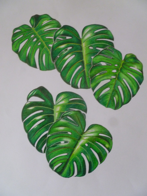 Monstera