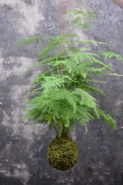 .kokedama ASPARAGUS — foto 1