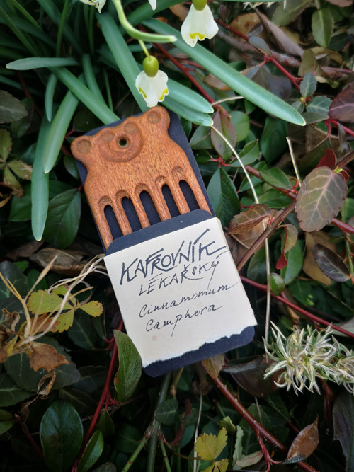 Kafrovník lékařský - hřebínek — foto 1