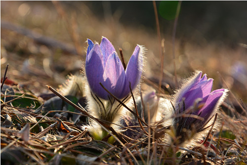 ...pulsatilla grandis... — foto 1