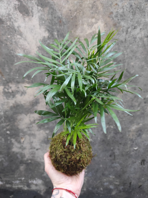 .kokedama CHAMAEDOREA — foto 1