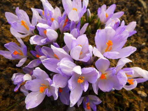Krokusy