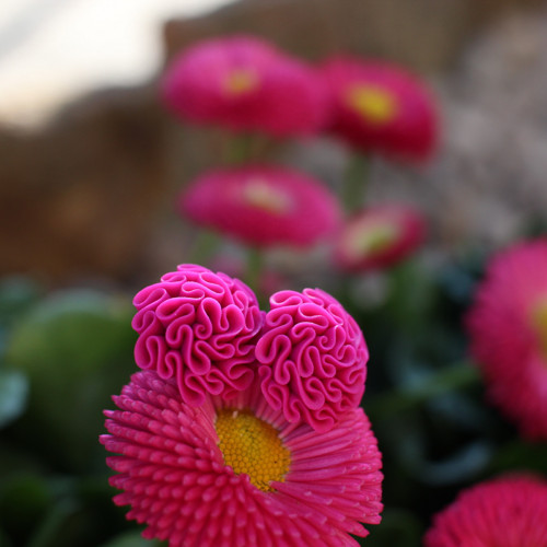 Náušnice magenta — foto 1