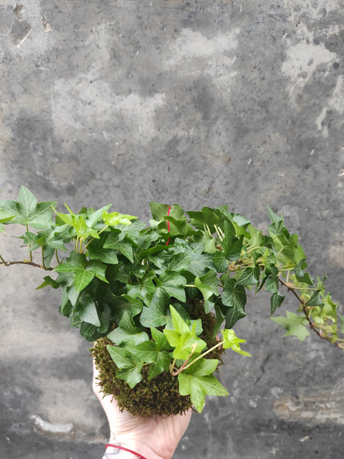 .kokedama BŘEČŤAN