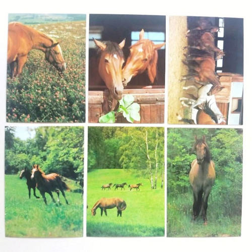 Pohlednice koní 6 ks — foto 1