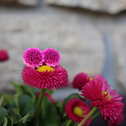 Náušnice magenta — foto 1