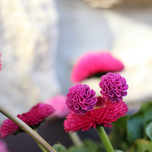 Náušnice magenta — foto 1