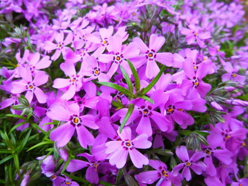 Jarní krása