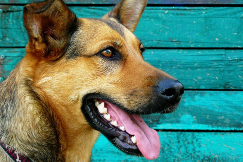 1 ks Německý ovčák Dog Easy Full Diamond