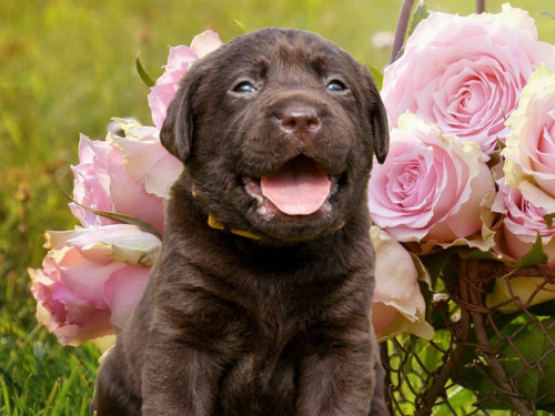 1ks Labrador Retriever Puppy Puppy Easy Full