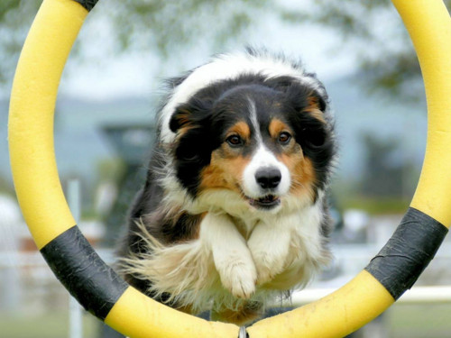1 ks Border Collie Dog Easy Full Diamond — foto 1