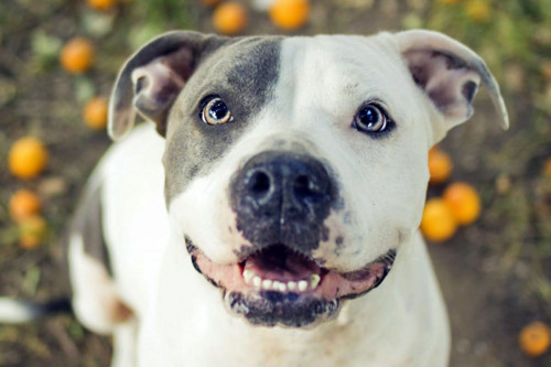 1 ks Staffordshire Bull Terrier Dog Easy Full