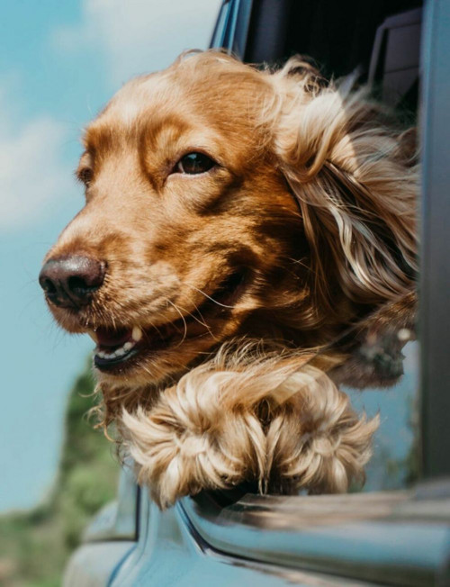 1 ks anglický Cocker Spaniel Dog Easy Full