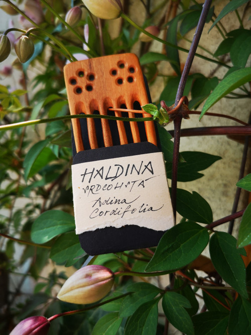Haldina srdcolistá - hřebínek