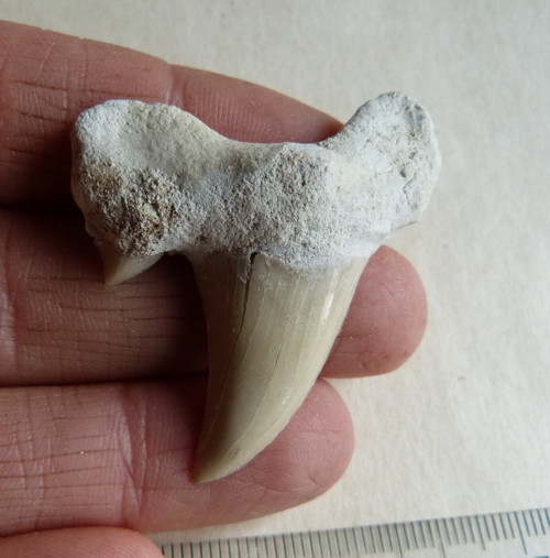 Žraločí zub velký - 4,6 cm