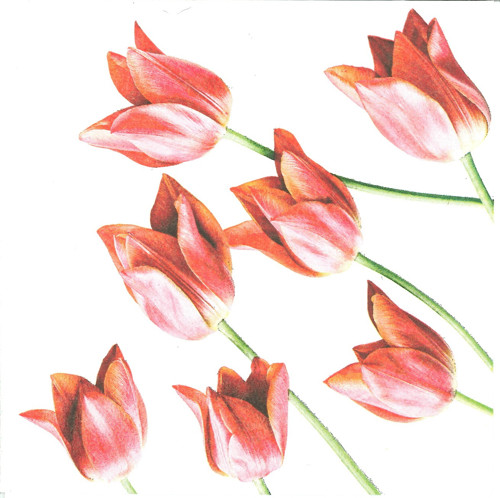 Ubrousek - tulipány