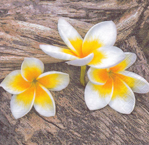 Ubrousek - plumeria