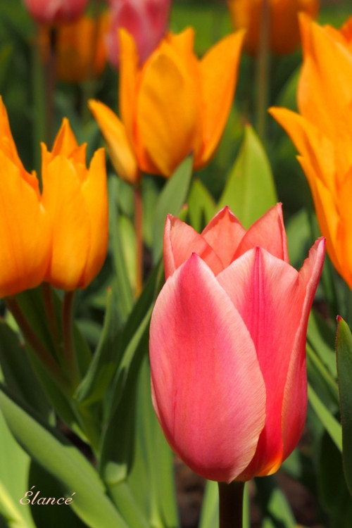 Tulipán I