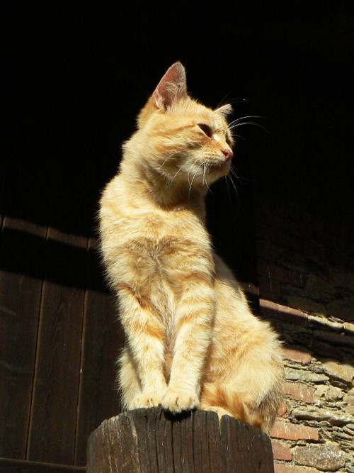 Rollo