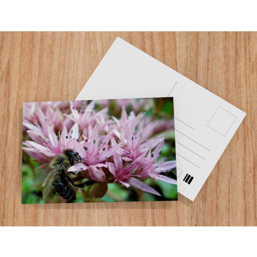 Apis mellifera