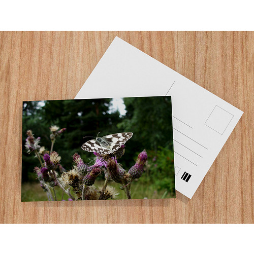 Melanargia galathea