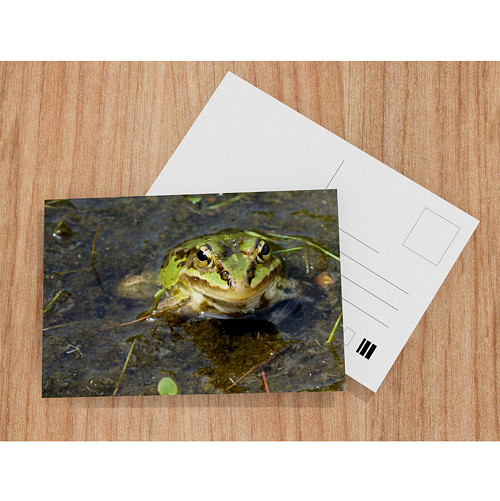Pelophylax esculentus