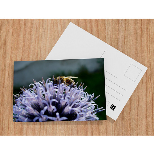Apis mellifera 4 — foto 1