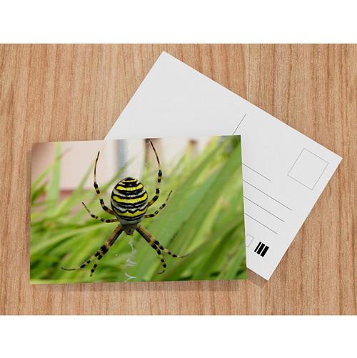 Argiope bruennichi — foto 1