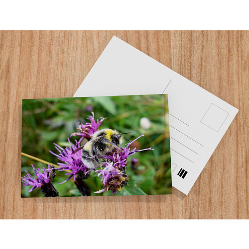 Bombus hortorum a Lasius niger — foto 1