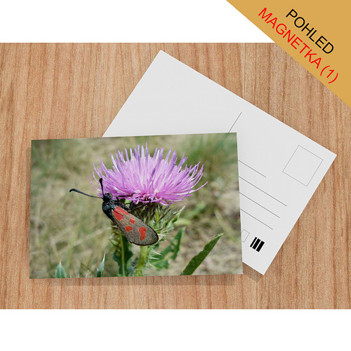 Zygaena filipendulae