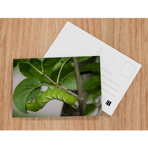 Sphinx ligustri — foto 1
