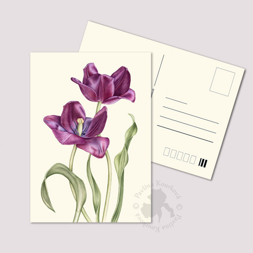 Vínové tulipány - pohlednice