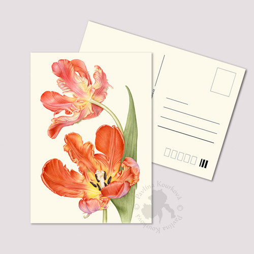 Tulipán ´Rococo´- pohlednice