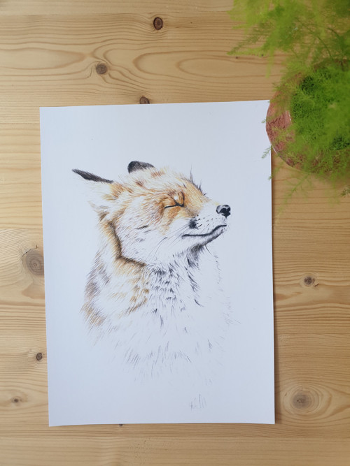 Print: Liška