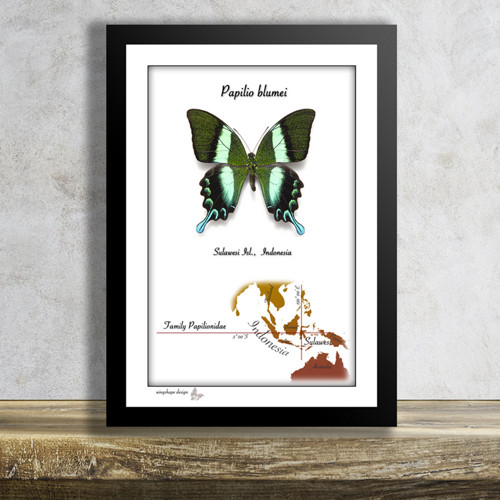 Motýl v rámku-PAPILIO BLUMEI