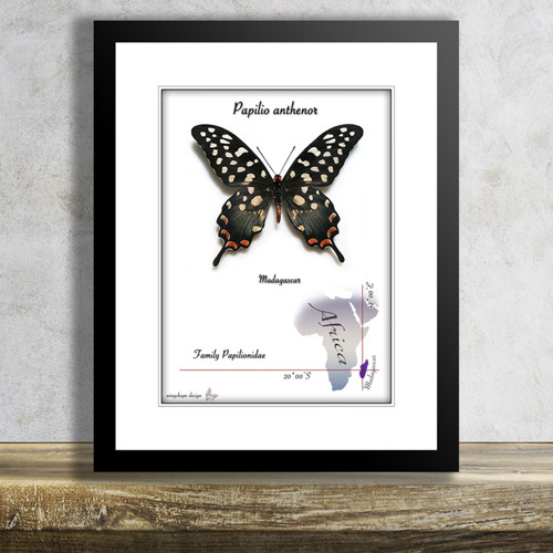 Motýl v rámku-PAPILIO ANTHENOR