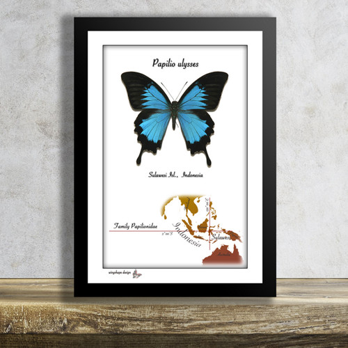 Motýl v rámku-PAPILIO ULYSSES ULYSSES