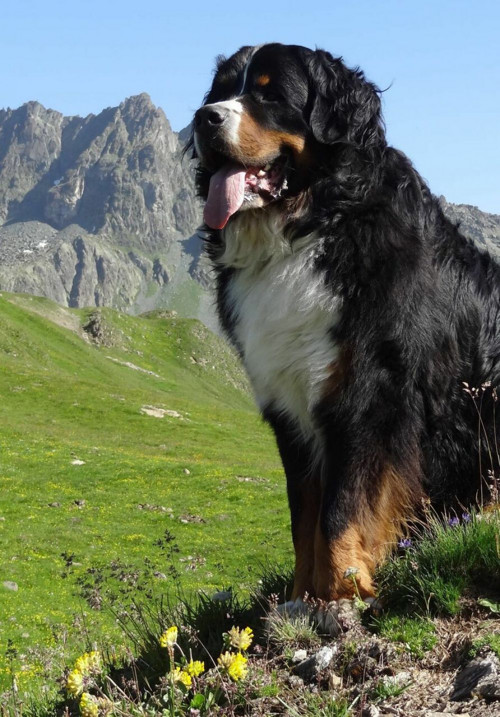 1pc Berner Sennenhund Dog Easy Malování podle