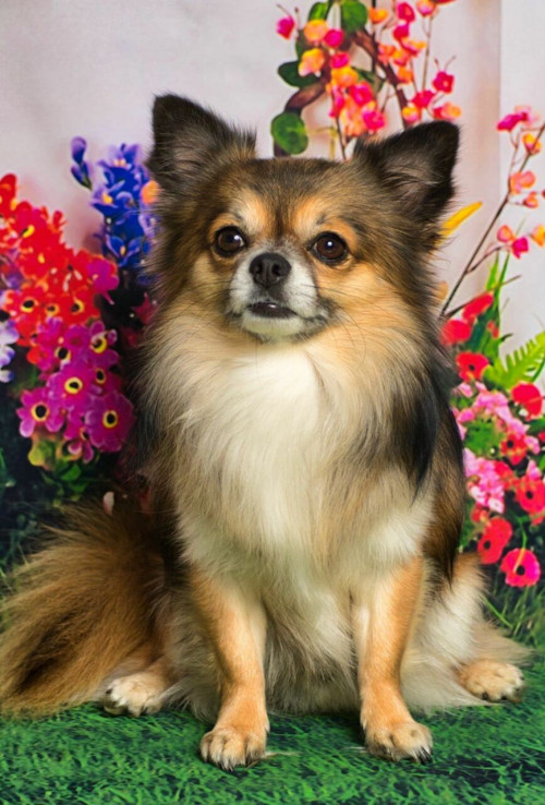 1pc Chihuahua Dog Easy Malování podle čísla Diy