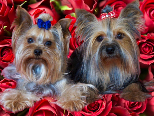 1pc Yorkshire teriér Yorkie Dog Easy Malování