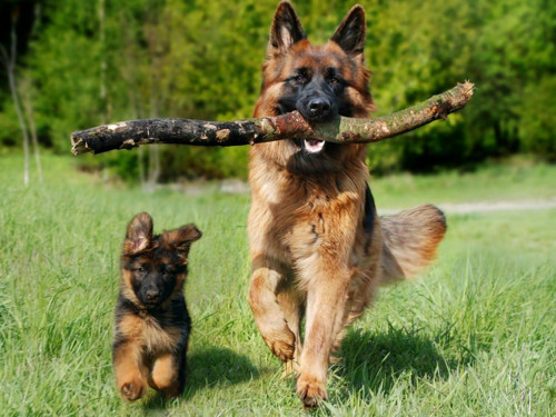 1 ks Německý ovčák Dog Easy Malování podle čísla