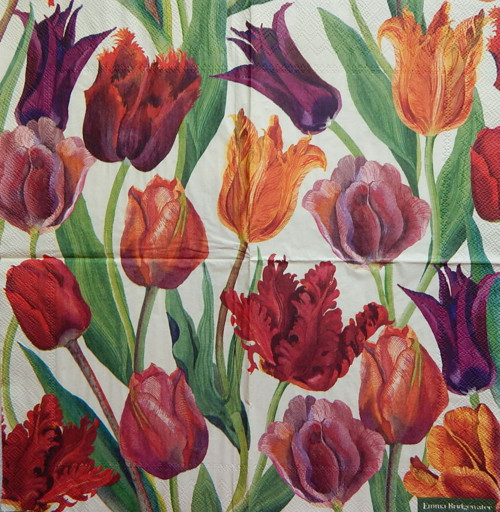Krásné tulipány 3758