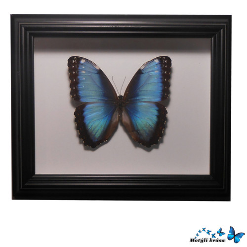 Morpho peleides