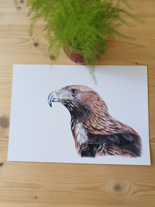 Print tisk kresby -Orol skalný