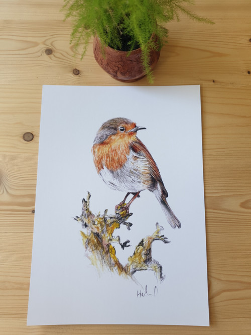 Print tisk kresby - Slávik červienka