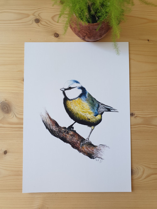 Print tisk kresby - Sýkorka