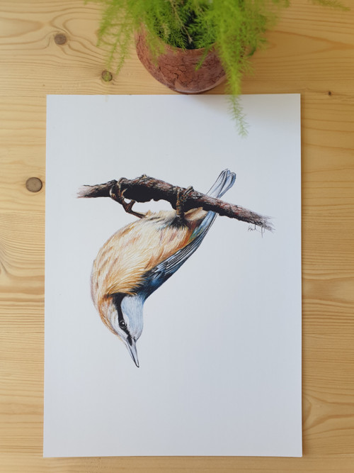 Print tisk kresby - Brhlík obyčajný
