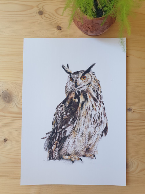 Print tisk kresby - Výr skalný