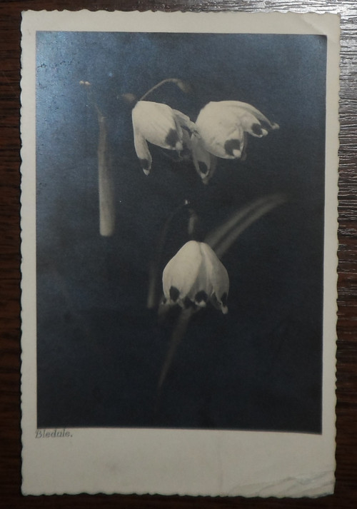 ČB POHLEDNICE přání, bledule, 1934